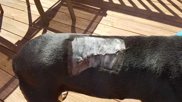 Forsyth Animal Hospital 2