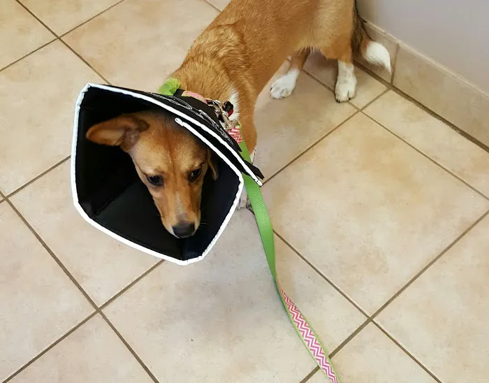 Forsyth Animal Hospital 7