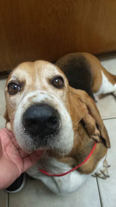 Forsyth Animal Hospital 5