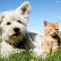 Coal Mountain Animal Hospital: Hartsfield Stephanie DVM ico