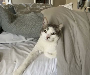 Vet to Pet Services