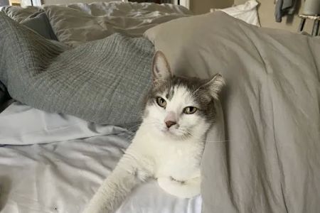 Vet to Pet Services