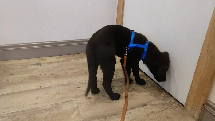 PetVet Animal Health Center 9