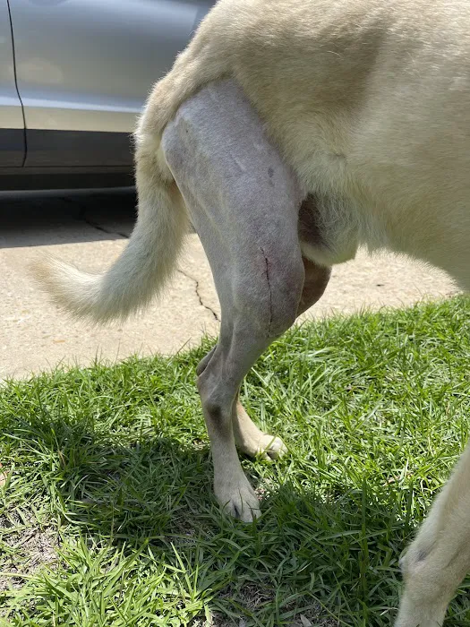 South College Veterinary Clinic 7