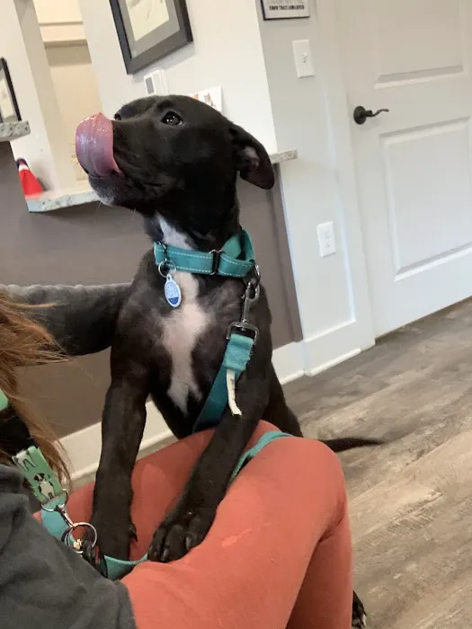 South College Veterinary Clinic 3