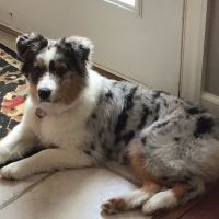 South College Veterinary Clinic ico