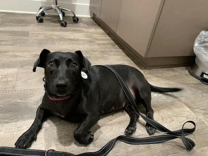 South College Veterinary Clinic 4