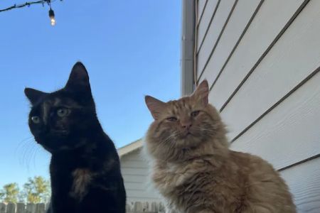 Village Veterinary Clinic: Kuykendall Dan DVM