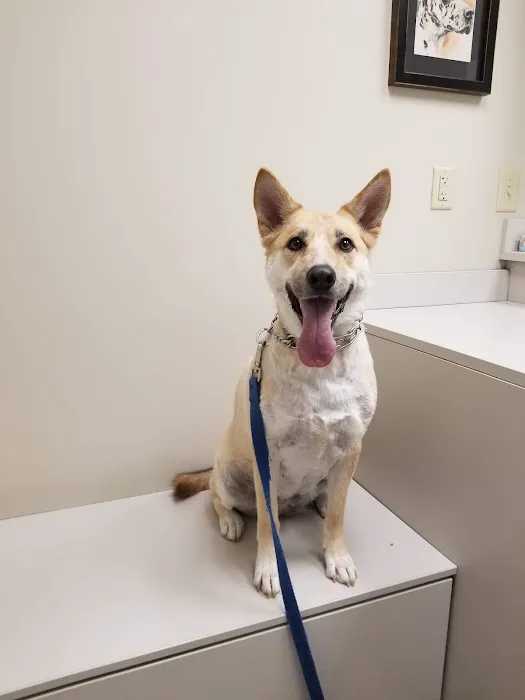 Village Veterinary Clinic 12
