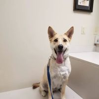 Village Veterinary Clinic ico