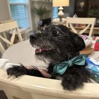 Auburn Oaks Animal Clinic ico