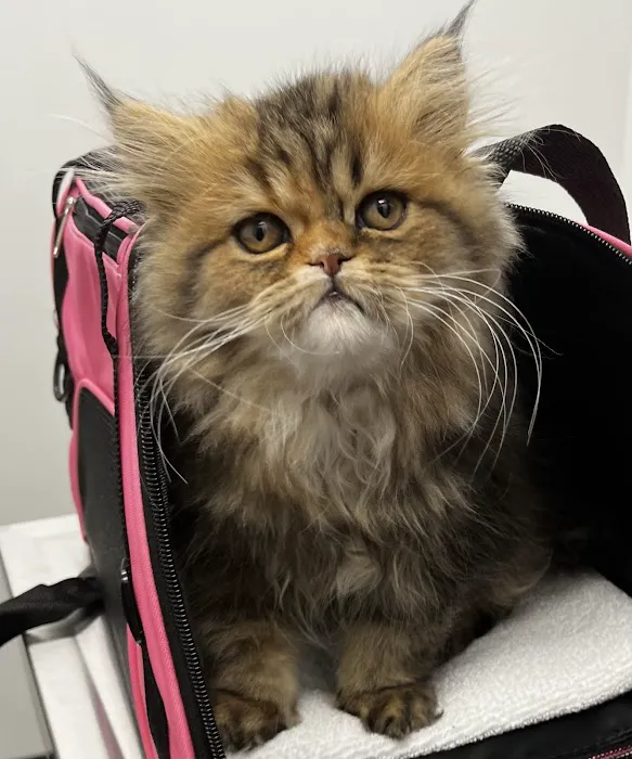 Auburn Oaks Animal Clinic 7