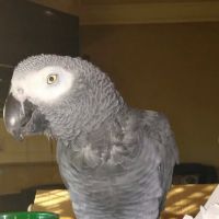 Animal Medical Clinic of Prattville, LLC ico