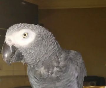 Animal Medical Clinic of Prattville, LLC