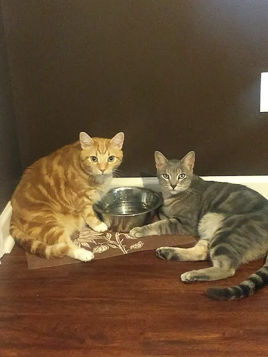 Animal Medical Clinic of Prattville, LLC 12