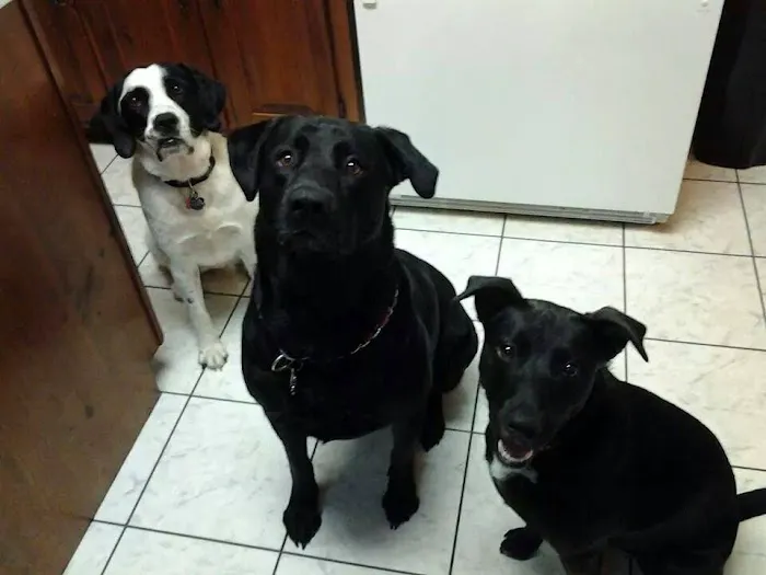 River Region Veterinary Services 12