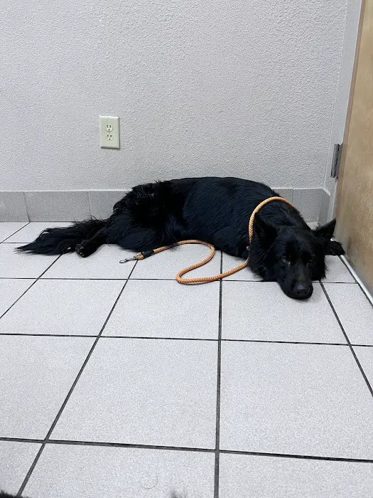 Ark Animal Hospital 12