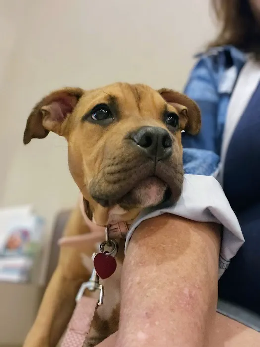 Ark Animal Hospital 12
