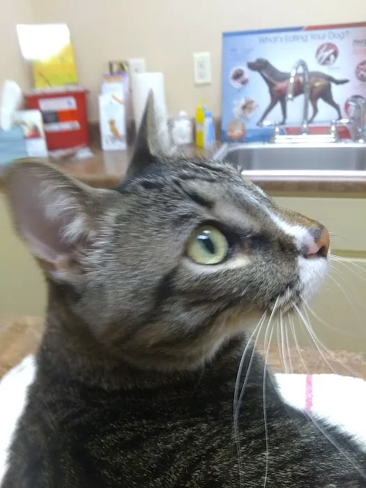 All Creatures Animal Hospital 4