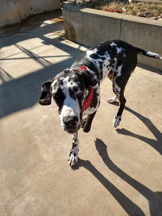 Carriage Hills Animal Hospital: Simmons Holladay DVM 12