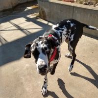 Carriage Hills Animal Hospital: Simmons Holladay DVM ico