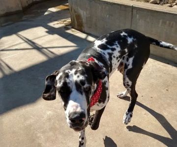 Carriage Hills Animal Hospital: Simmons Holladay DVM