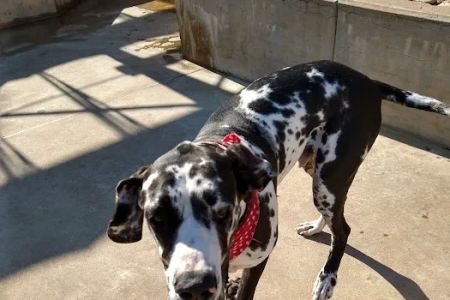 Carriage Hills Animal Hospital: Simmons Holladay DVM