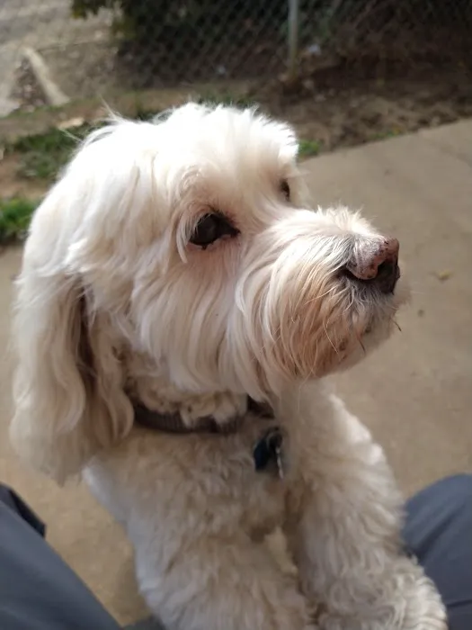 Carriage Hills Animal Hospital: Simmons Holladay DVM 12