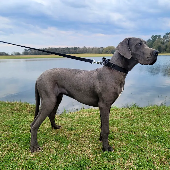 Carriage Hills Animal Hospital: Simmons Holladay DVM 12