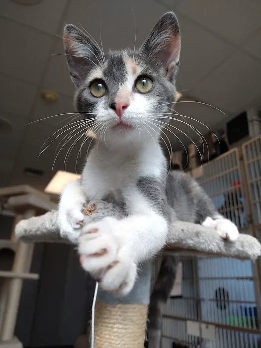 Carriage Hills Animal Hospital: Simmons Holladay DVM 12
