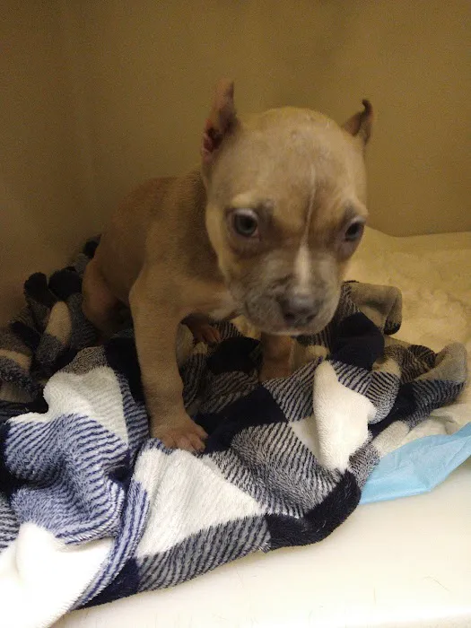 Carriage Hills Animal Hospital: Simmons Holladay DVM 12