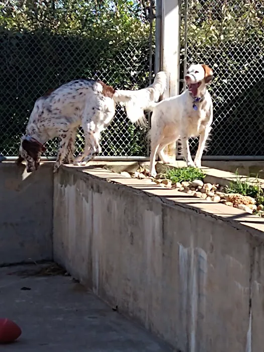 Carriage Hills Animal Hospital: Simmons Holladay DVM 12