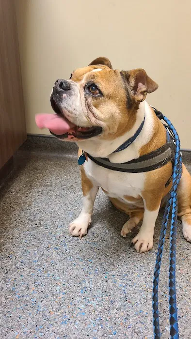 VCA Carriage Hills Animal Hospital and Pet Resort 12