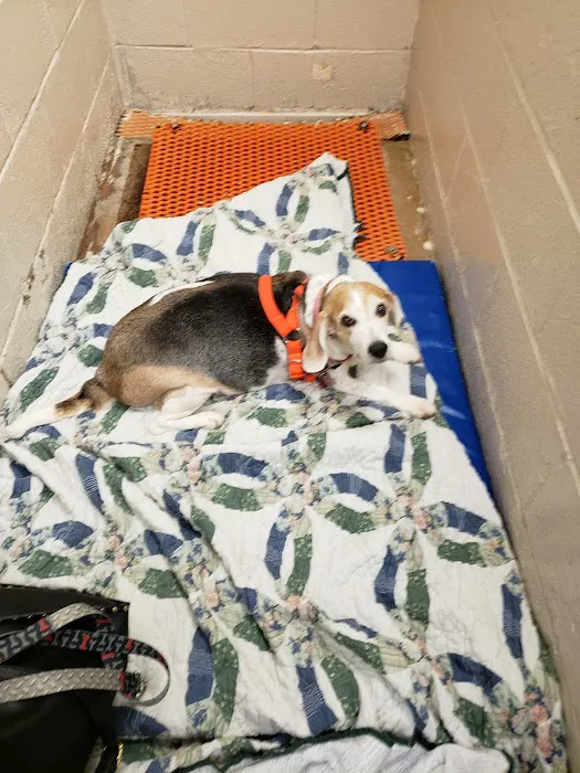 VCA Carriage Hills Animal Hospital and Pet Resort 12