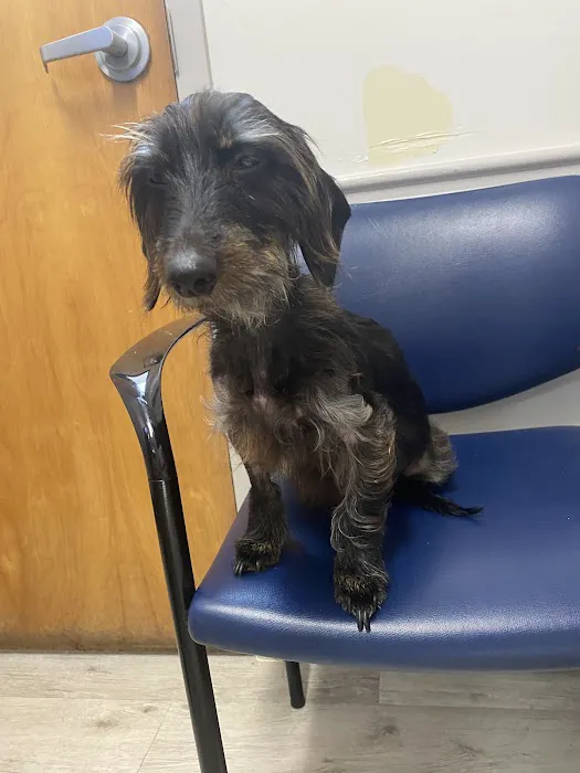 VCA Carriage Hills Animal Hospital and Pet Resort 12