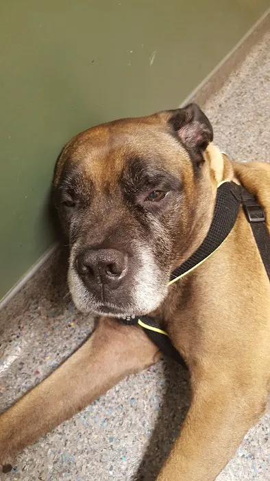 VCA Carriage Hills Animal Hospital and Pet Resort 12