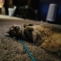 Carmichael Road Animal Clinic ico