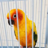 Pet Urgent Care of Montgomery ico