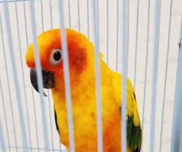Pet Urgent Care of Montgomery