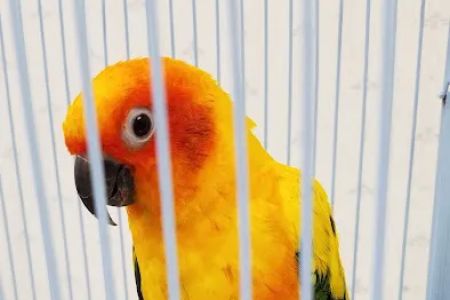 Pet Urgent Care of Montgomery