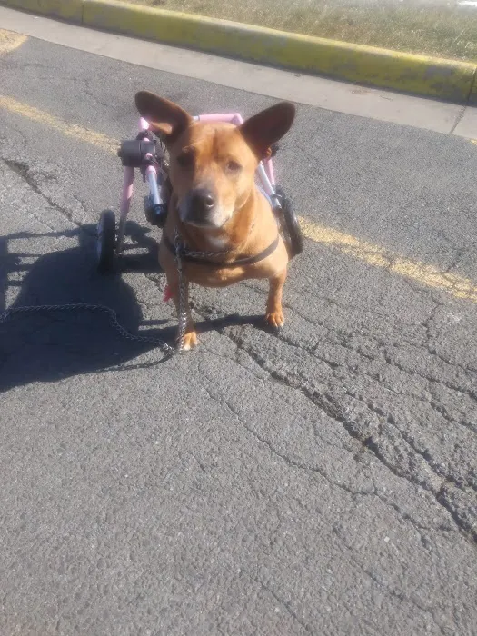 Cavanaugh Bradley Animal Hospital 6