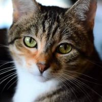 Martinez Animal Hospital ico