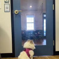 Southern Trails Vet ico