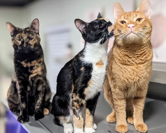 All God's Creatures Veterinary Hospital 10