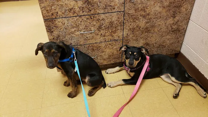 All God's Creatures Veterinary Hospital 1