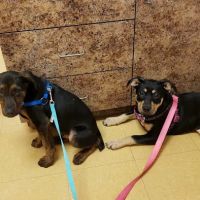 All God's Creatures Veterinary Hospital ico