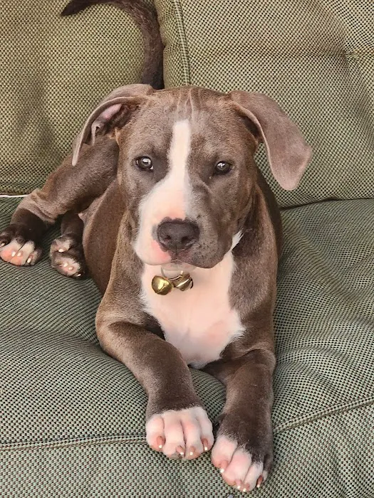 Westside Animal Hospital 6