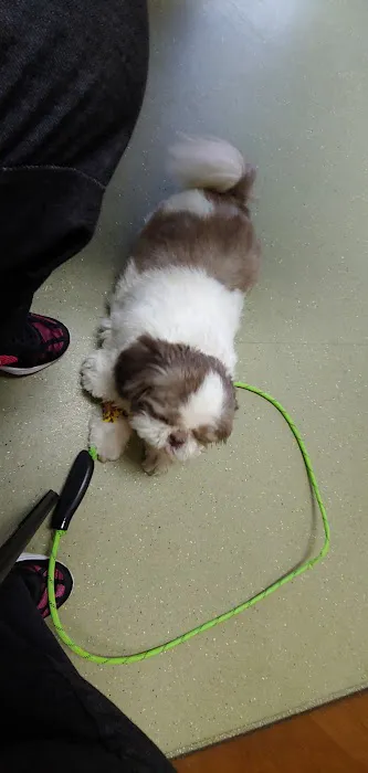 Westside Animal Hospital 7