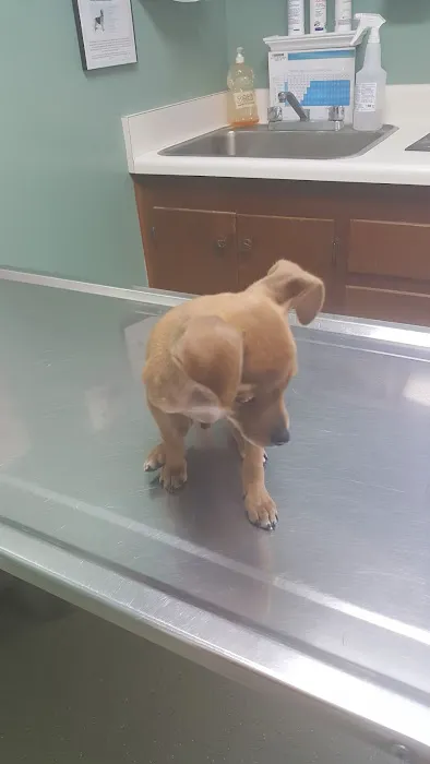 Westside Animal Hospital 9