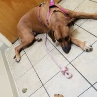 Blanchard Woods Animal Hospital ico